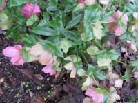 Too often the reality of the hellebore plant can look like this 