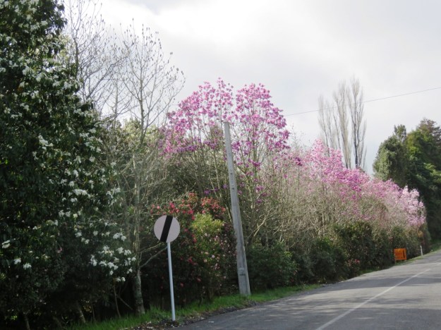 Looking along Tikorangi Road 