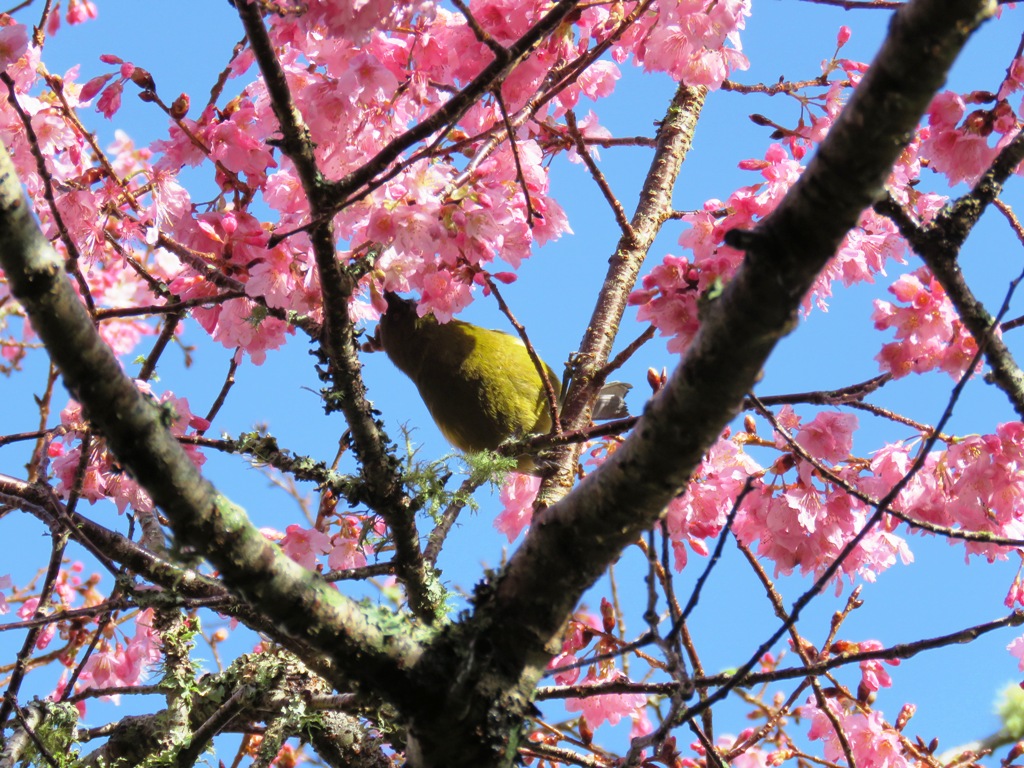 Shy korimako in Prunus Pink Clouds. It was soon banished by the bullying tui 