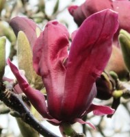 Magnolia liliiflora 'Nigra' 