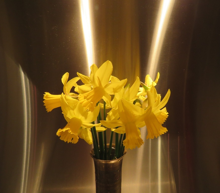 Narcissus Peeping Tom in golden light 