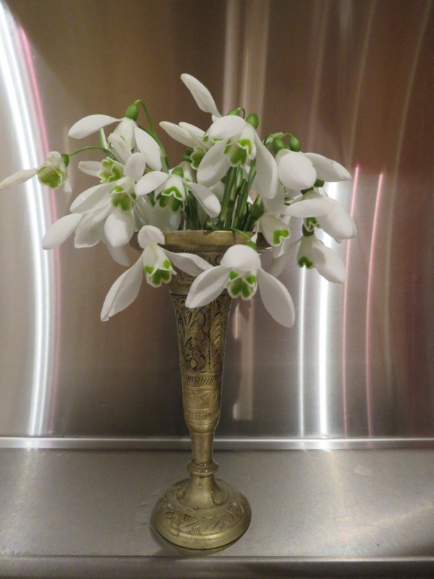 Galanthus S Arnott in silver light 