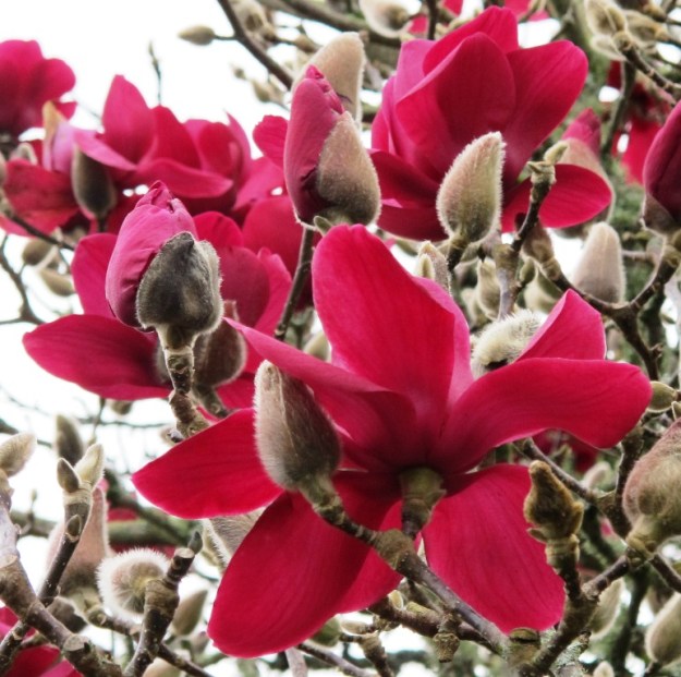 Magnolia 'Vulcan'