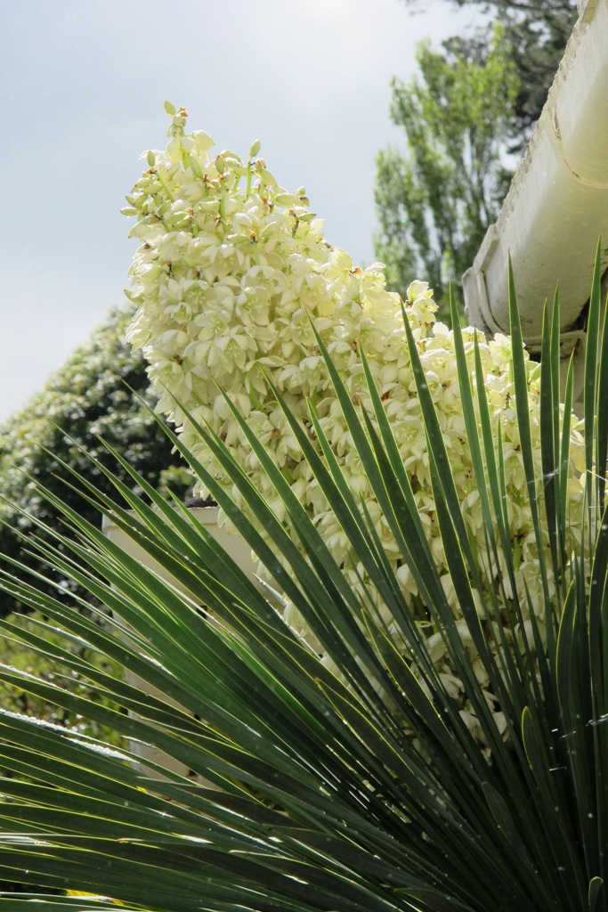 Yucca whipplei finally flowered after maybe 20 years
