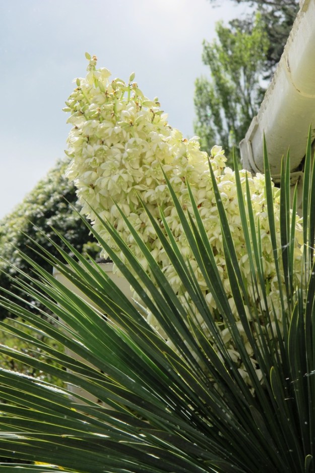 Yucca whipplei finally flowered after maybe 20 years