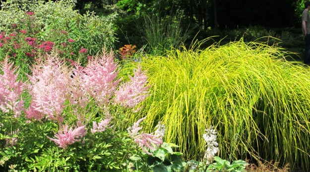 Pink and yellow in Beth Chatto's garden 