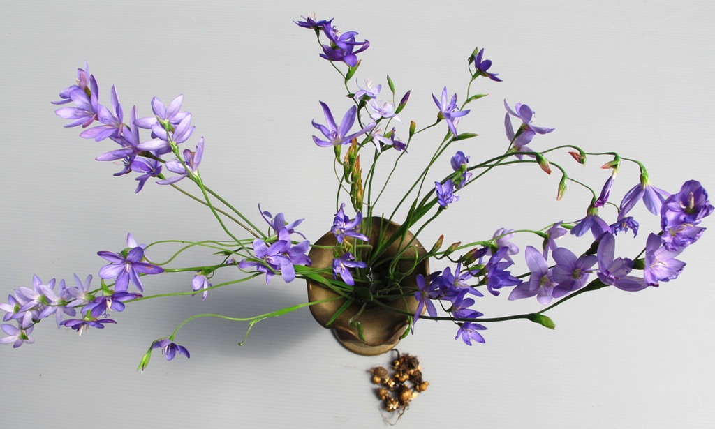 Pretty it may be in bloom, but I have spent countless hours trying to eradicate this plant, as Felix Jury did before me