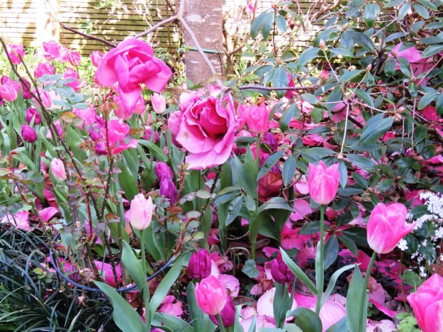 Magnolia Felix Jury with colour-toned tulips at Eden Gardens 