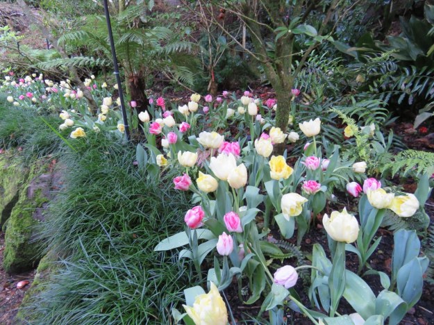 Pastel hued tulips at Eden Gardens 