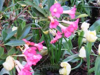 Pink vireya but with pastel yellow tulips 