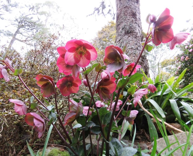 Hellebore Anna's Pink 