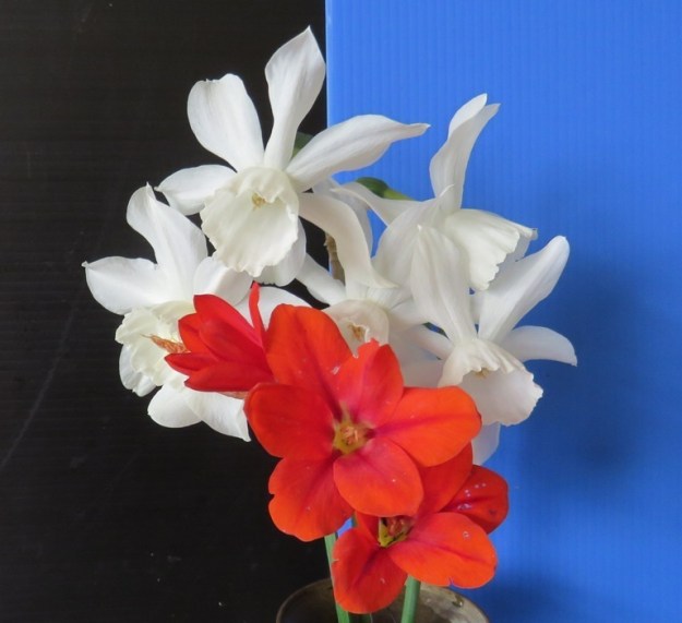 Red Peak in Narcissus Thalia and what I think is a tritonia, not a sparaxis