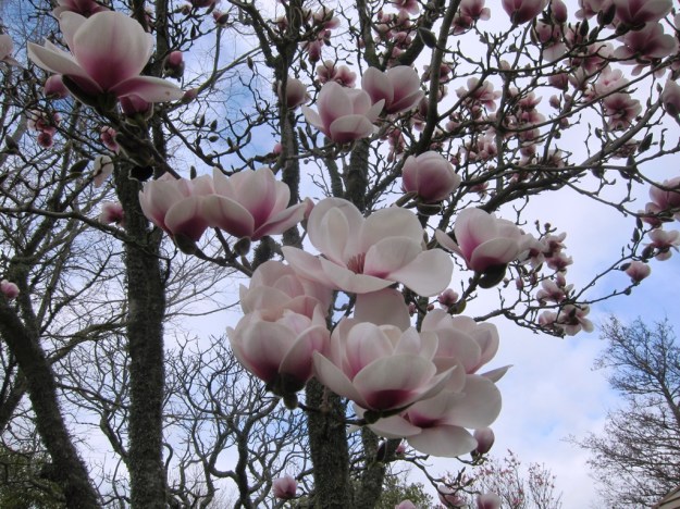 And because we are at Peak Magnolia, here is Milky Way