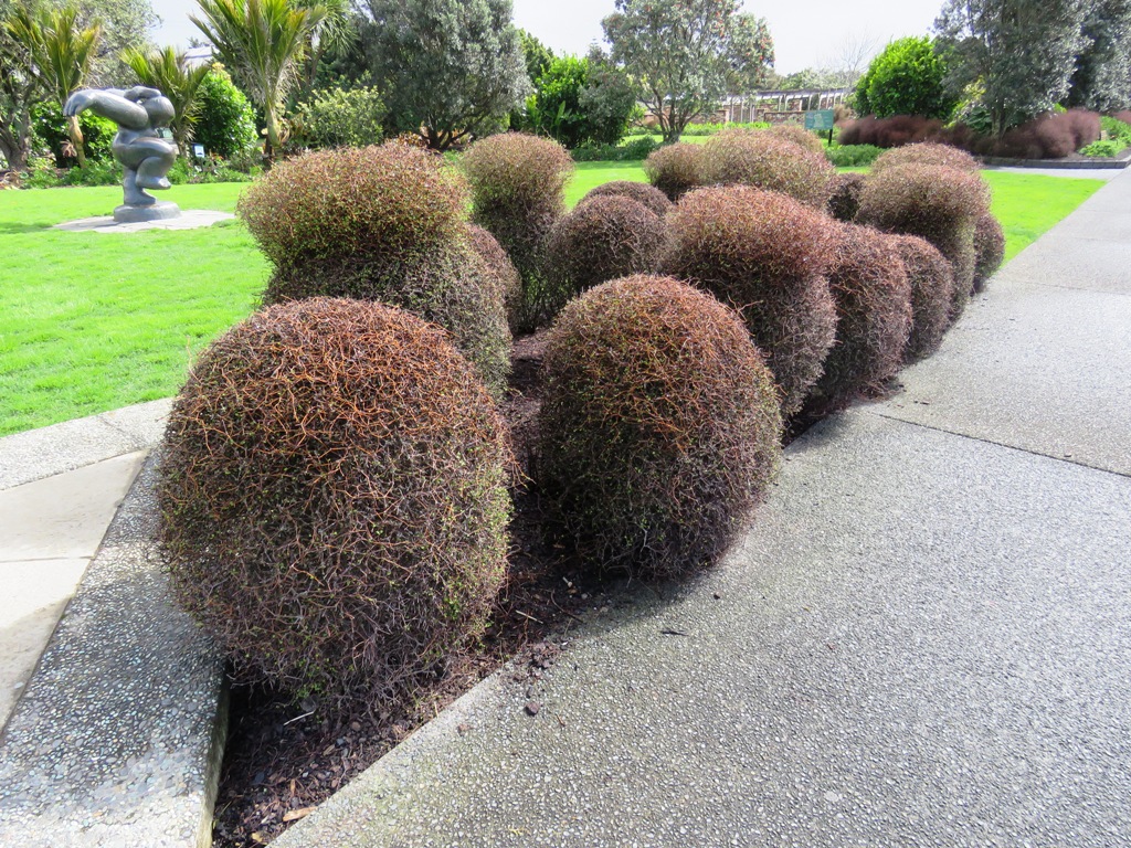 An unusual clipped specimen, M. astonii 