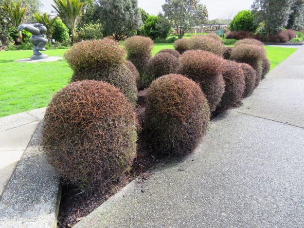An unusual clipped specimen, M. astonii