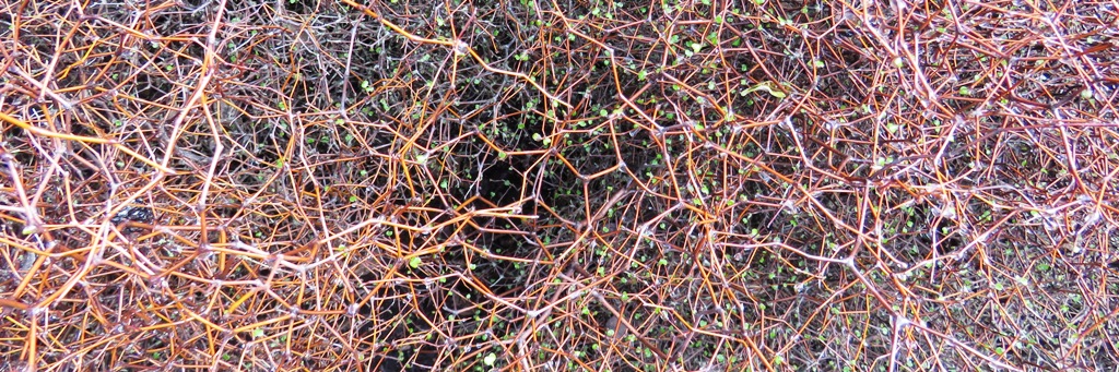 Muehlenbeckia astonii (7)