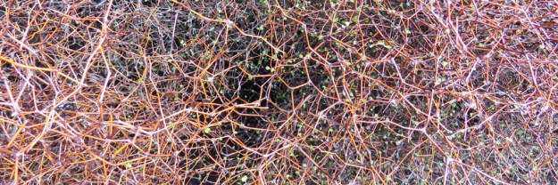 Muehlenbeckia astonii (7)