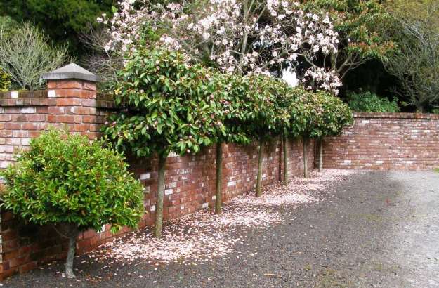 Lollipop Fairy Magnolia Blush at our entranceway. The smaller michelia to the left is an unnamed figo hybrid with masses of creamy yellow flowers.