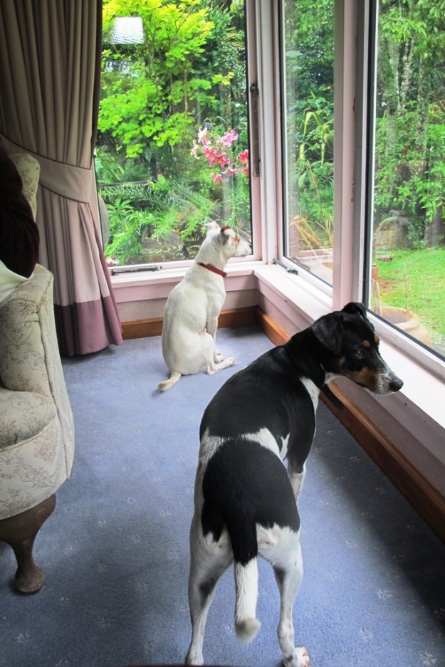 Plump, avocado eating Dudley and the much lighter Spike - our two rescue dogs 