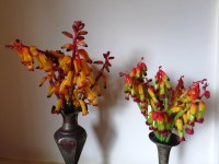 Earlier season L. aloides and aloides quadricolor 