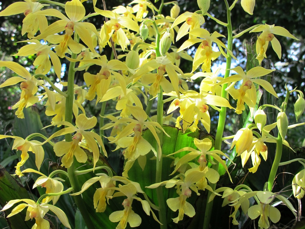 Calanthe orchid - Copy