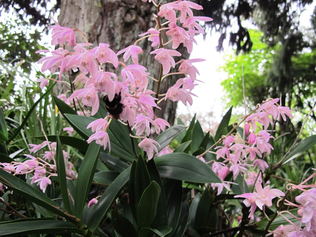 Dendrobium Bardo Rose