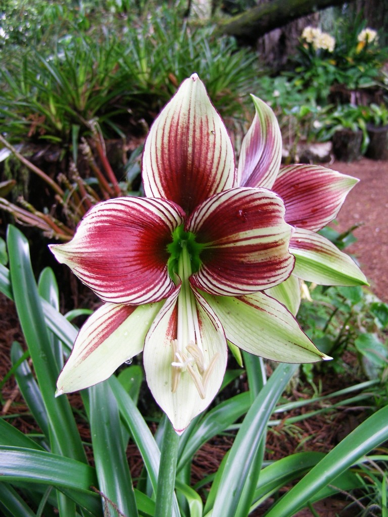 Hippeastrum papilio 