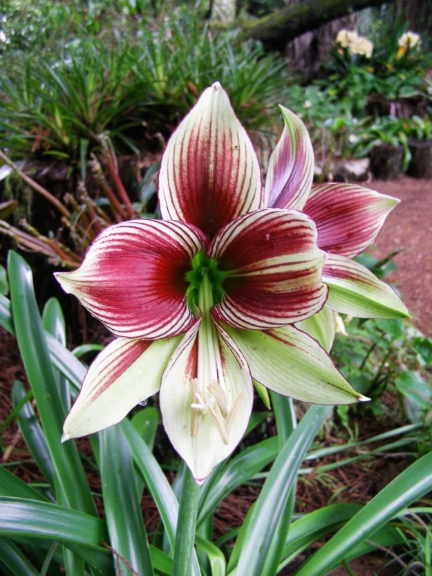 Hippeastrum papilio 