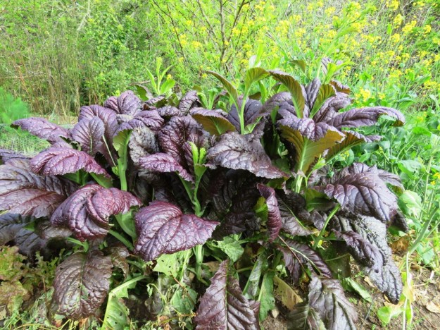 Mustard, in lieu of kale here 