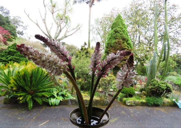 Lachenalia contaminata with the rockery behind 
