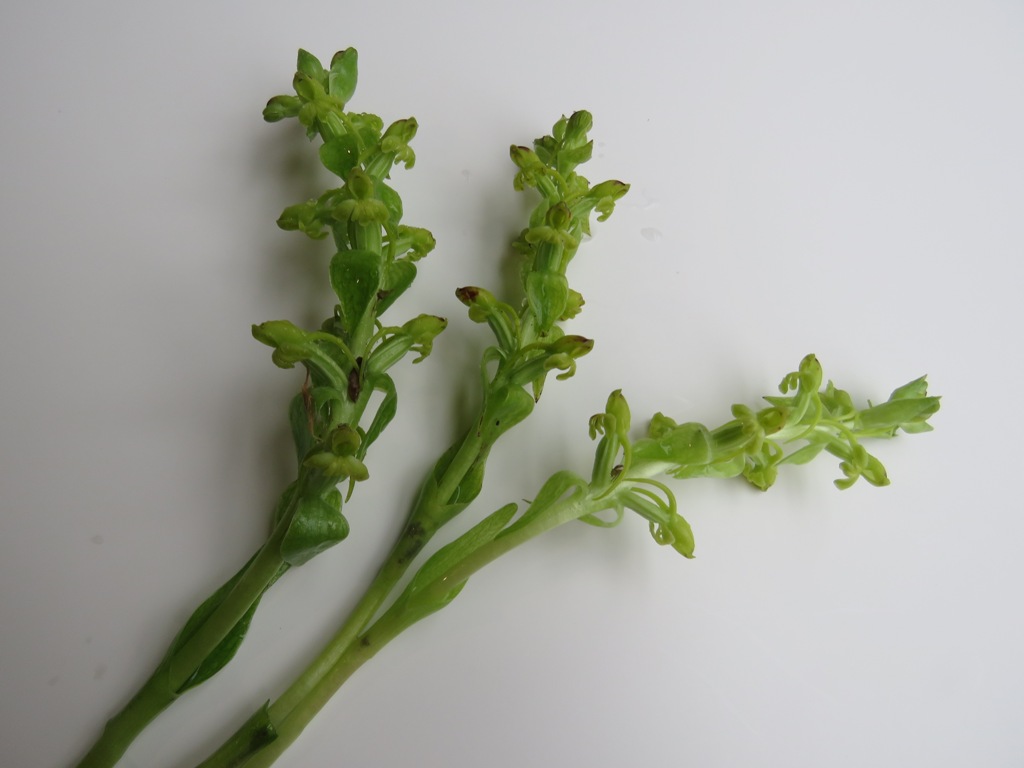 Satyrium odorum - green flower insignificance 