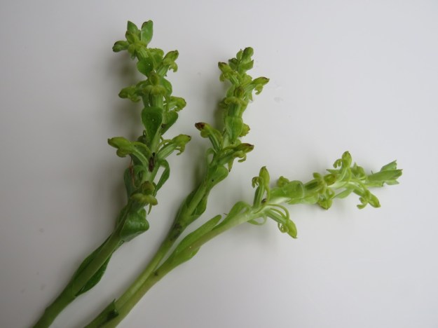 Satyrium odorum - green flower insignificance 