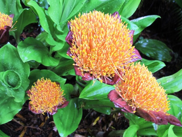 The lesser known Scadoxus puniceus 