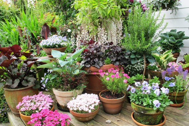 The verandah pots at Jenny Oakley's garden near Manaia in peak health 
