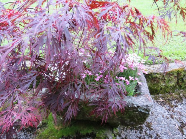 The stone trough dates back to the 1800s. With Japanese maple and rhodohypoxis  