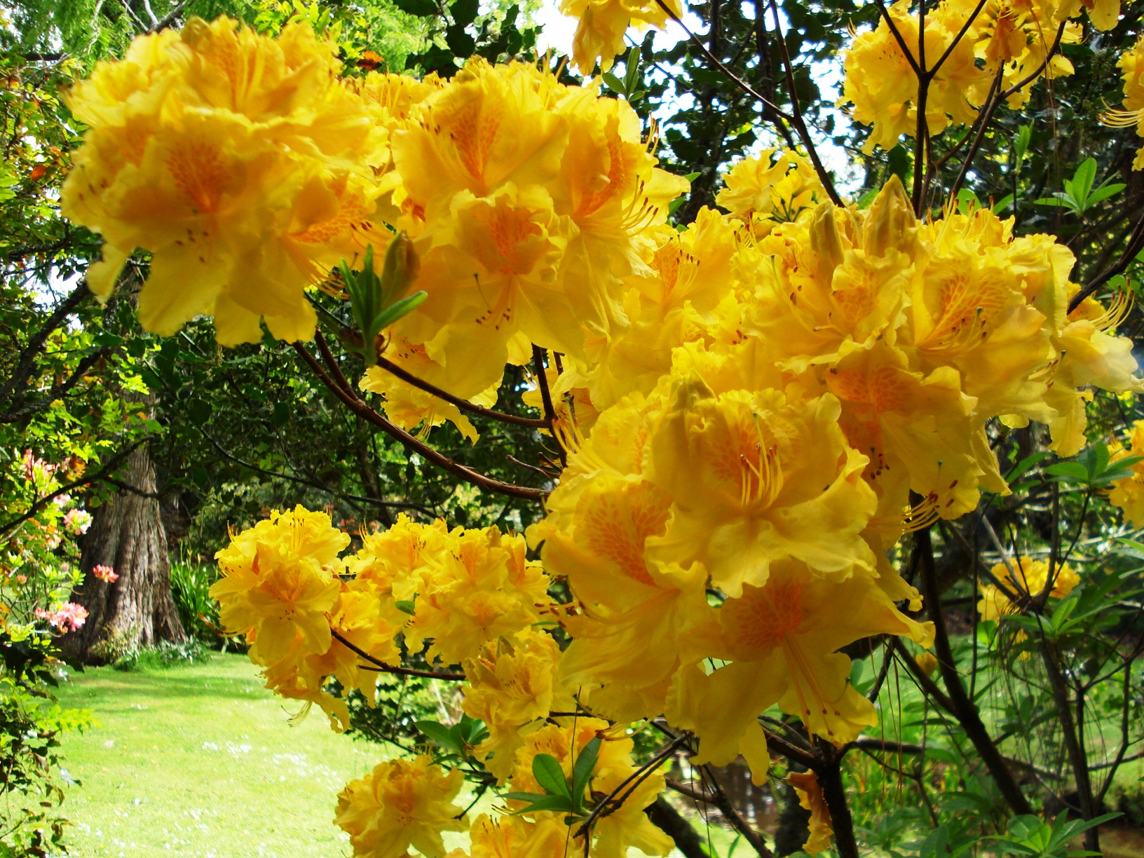 unnamed seedling - Copy