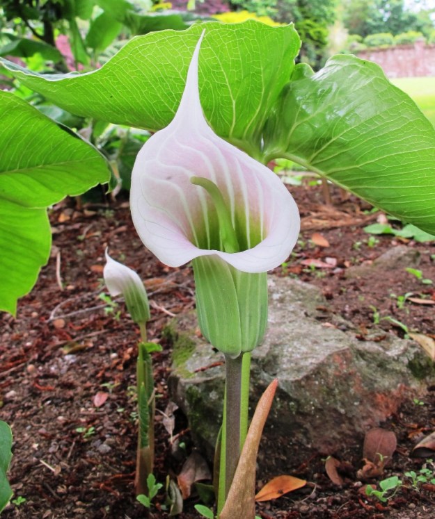 Arisaema candidissimum 