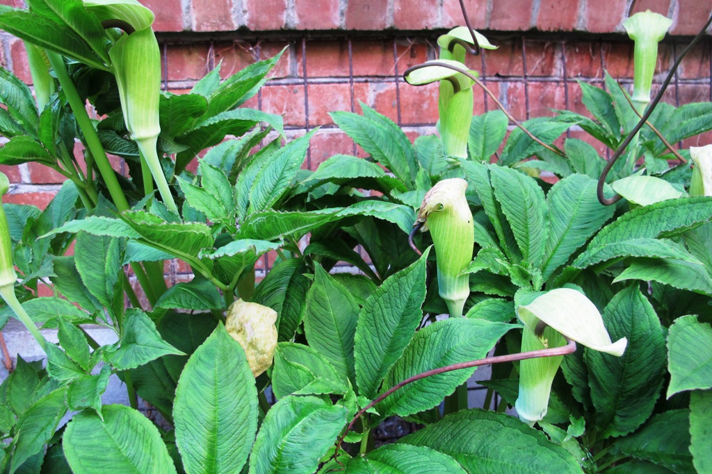 Arisaema tortuosum 