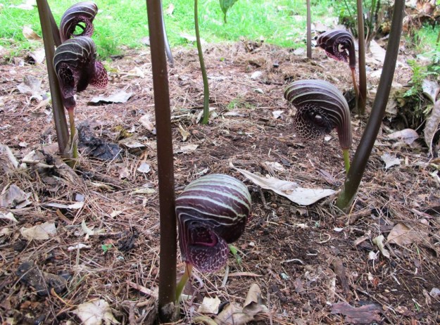 Delighted by A. dahaiense 