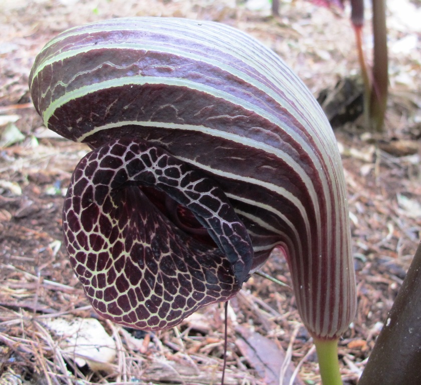 Arisaema dahaiense 