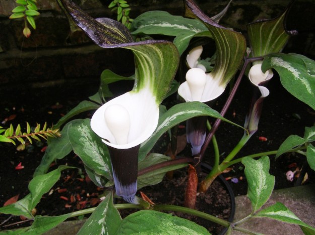 Mark's A. sikkokianum hybrids 