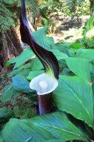 Mark's sikokianum hybrids (3) - Copy