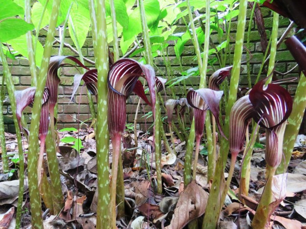 Arisaema speciosum 