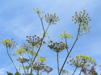 Fennel, not lace cap hydrangea
