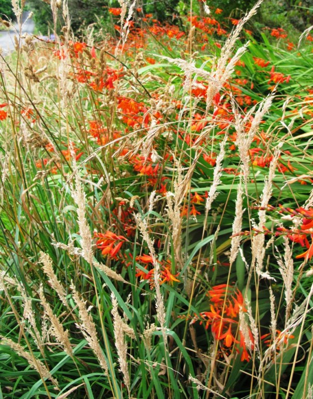 Crocosmia - weed or woldflower? 