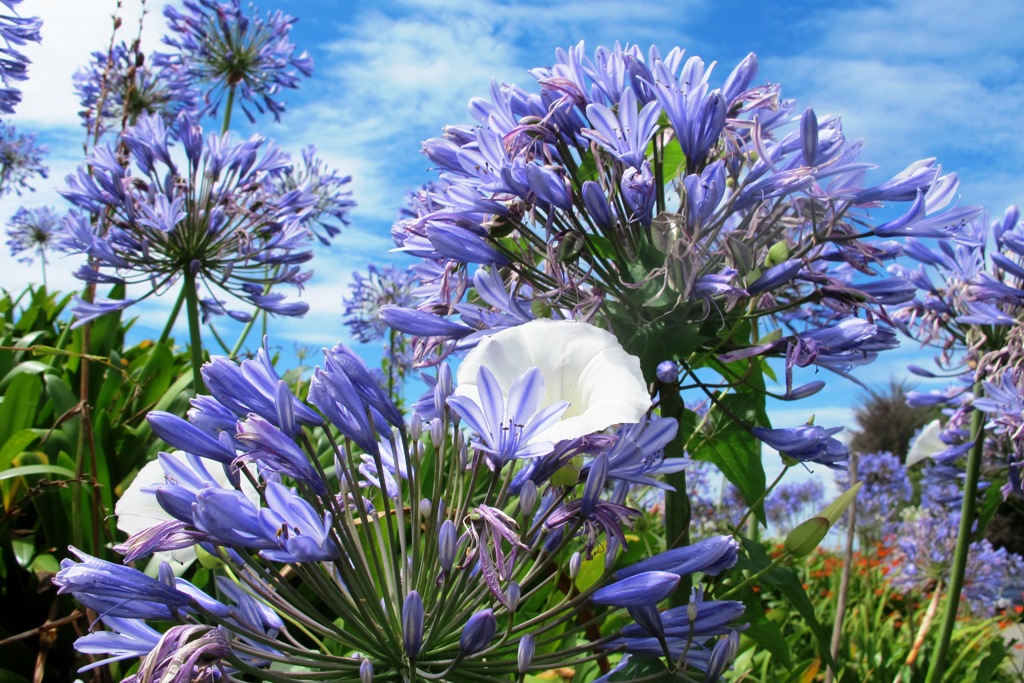 Agapanthus with the dreaded convolvus - the latter is pretty in flower but we do not need it 