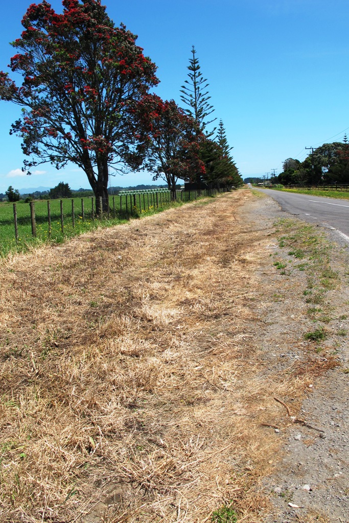 The ugliness of the sprayed  verge 