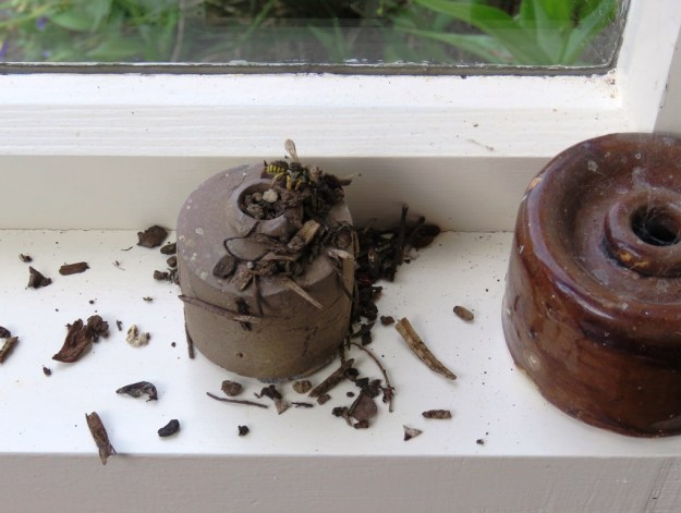 The busy little wool carder bee at work, building her nest 