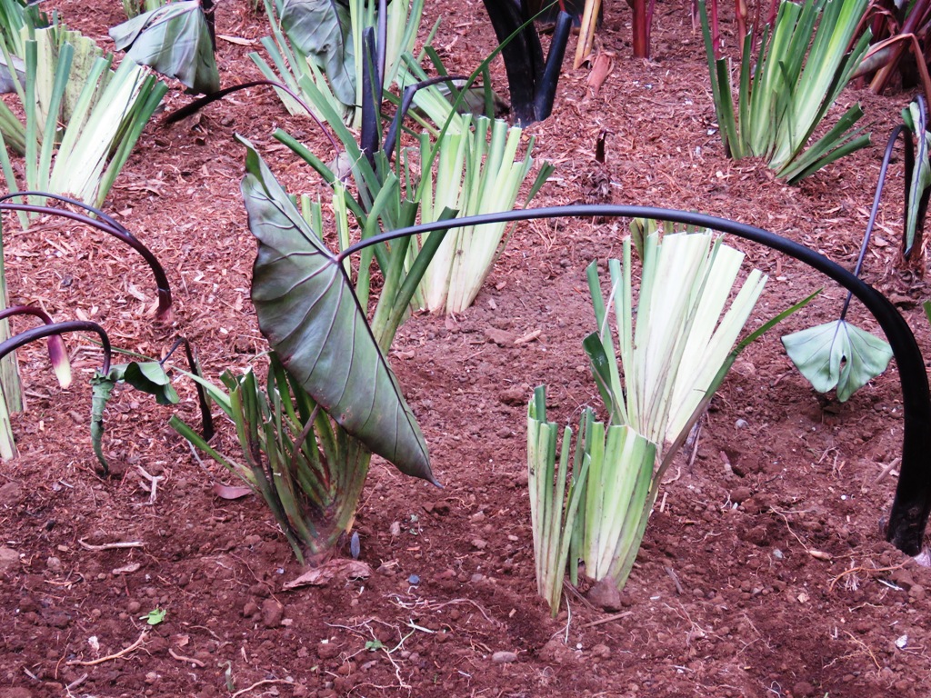 Patience is a virtue. The freshly planted dietes and black taro. 