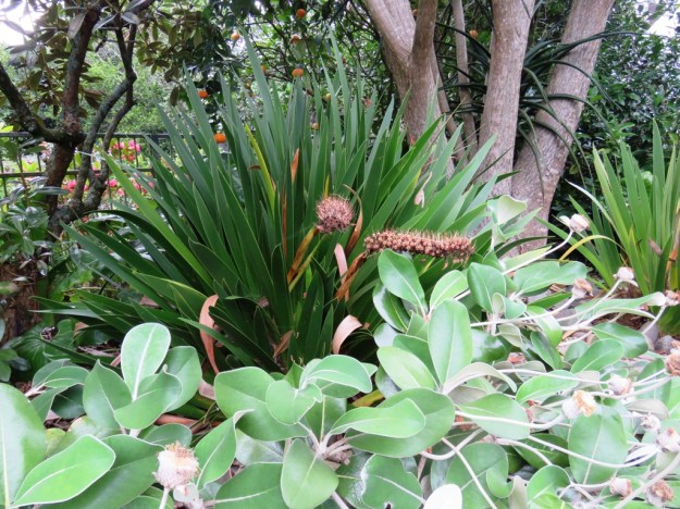 Pachystegia insignis in the foreground, Xeronema callistemon behind and overhead a large Aloe bainseii 